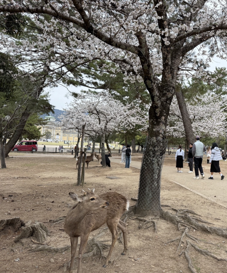 Japan Cherry Blossoms and Hong Kong Without Rushing the Family